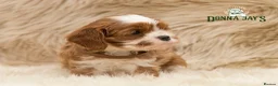 Cavalier King Charles Spaniel dogs for sale: ✨ DONNAJAYS CAVALIER KING CHARLES SPANIEL ✨ - Advert 12