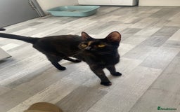 Mixed Breed cats for sale: Pickles - Image 6