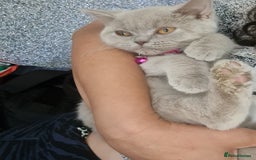 British Shorthair cats for sale: Pure bsh kittens from DNA & genetic tested parents - Image 14