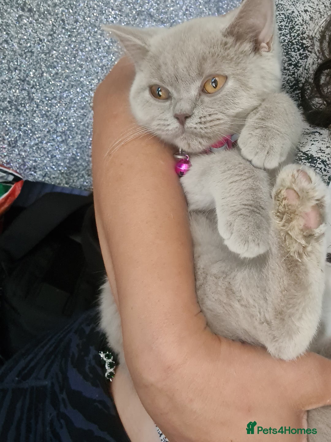 British Shorthair cats for sale: Pure bsh kittens from DNA & genetic tested parents - Image 14