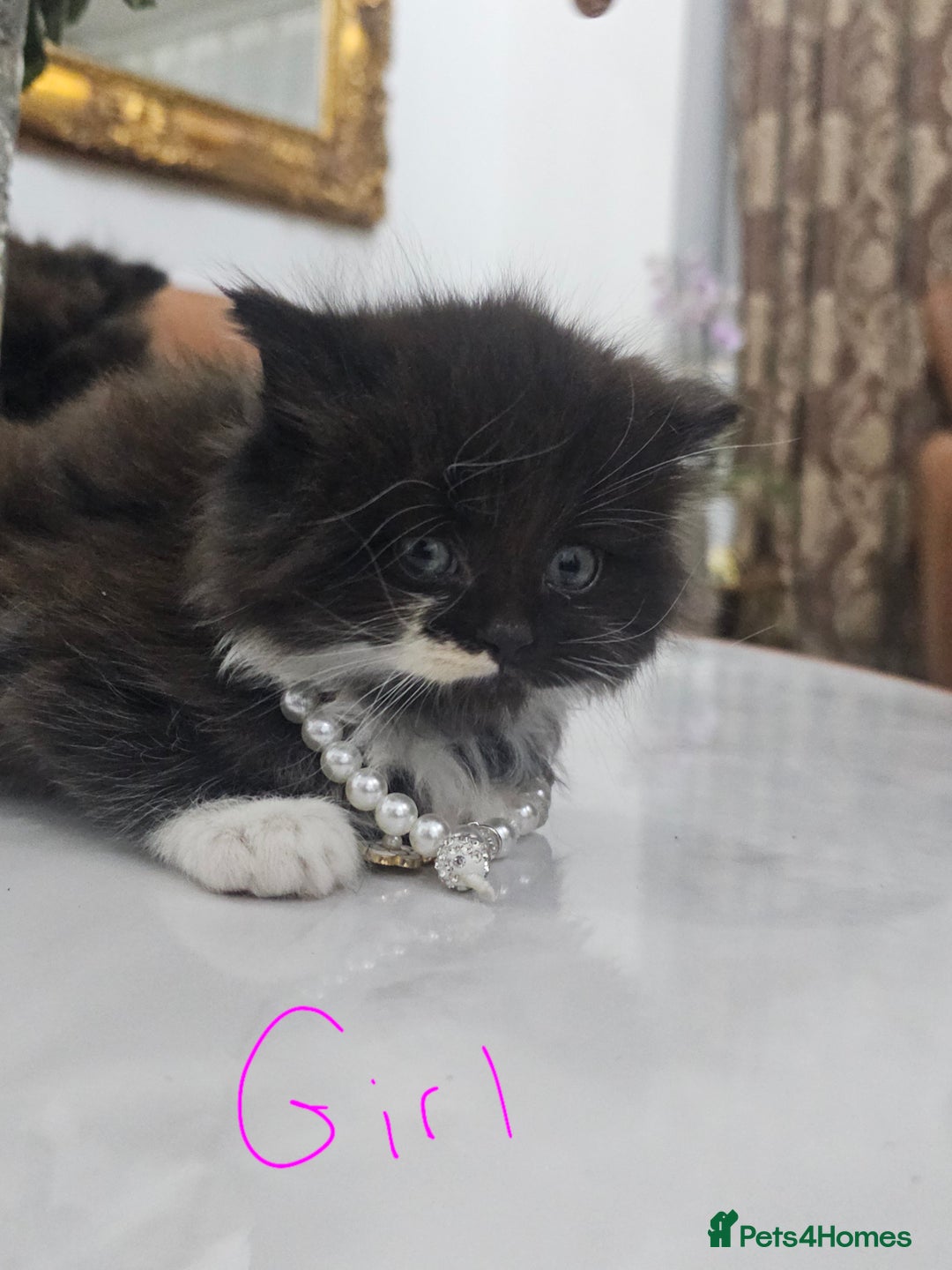Persian cats for sale: Adorable half perian kittens available now,  - Advert 36
