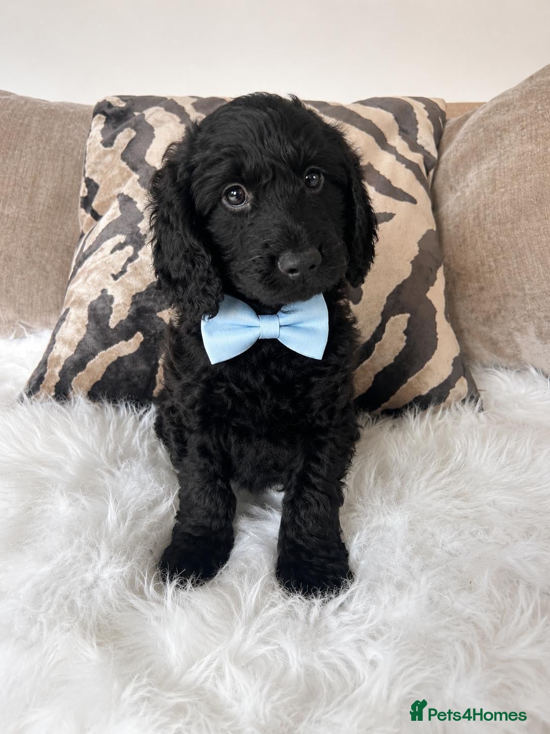 Cockapoo dogs F1 cockapoo puppies  - Advert 18