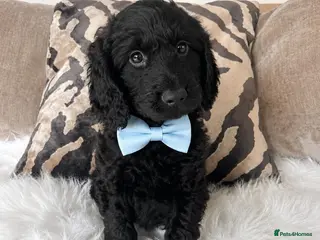 Cockapoo dogs F1 cockapoo puppies - Advert 18