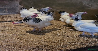 Chickens poultry - Advert 4