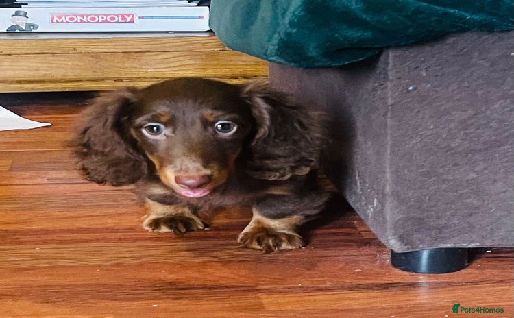 Miniature Dachshund dogs - Advert 9