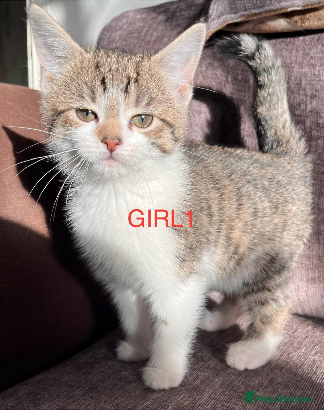 Mixed Breed cats for sale: Amazing kittens for sale  - Advert 21