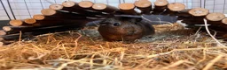 Guinea Pig rodents for sale: Four female bonded guinea pigs in Hereford - Advert 6