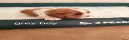 Cavalier King Charles Spaniel dogs for sale: Health tested kc reg Cavaliers - Advert 11