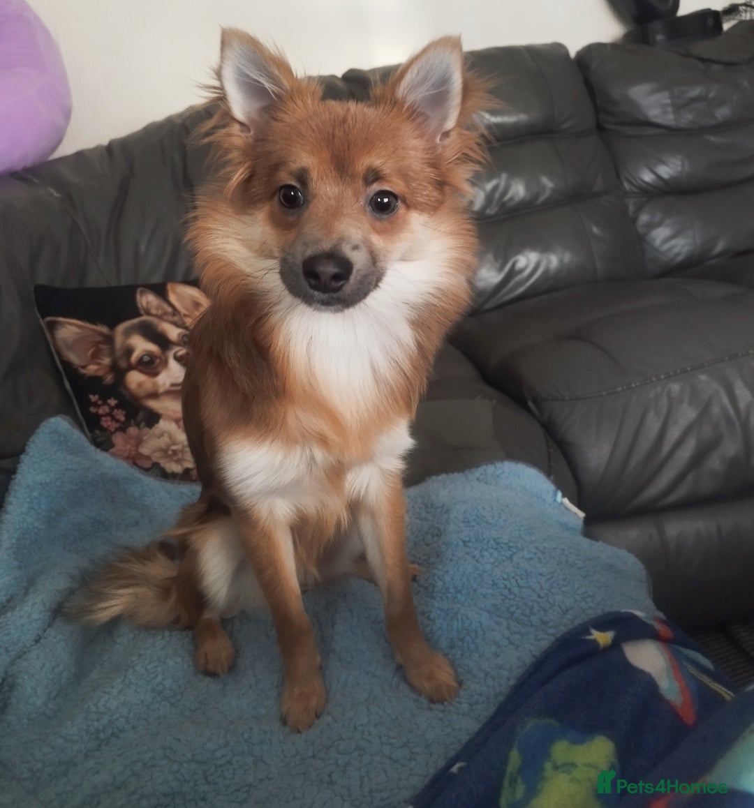 Mixed Breed dogs for sale: spitz pom cross - Advert 2