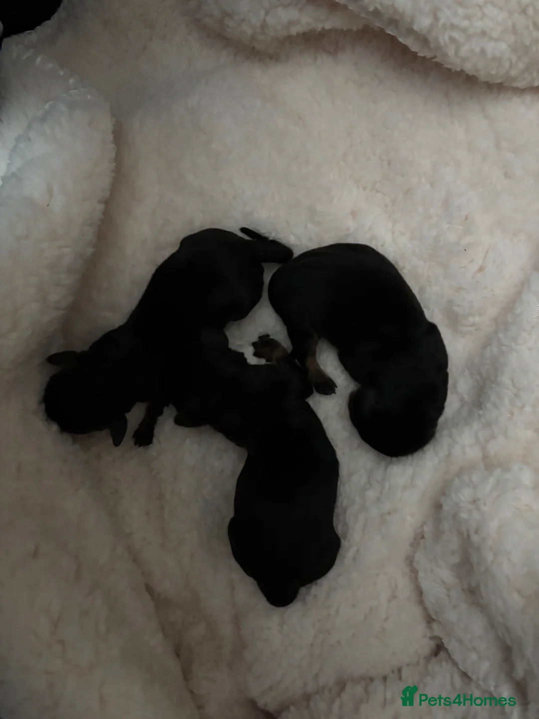 Dachshund dogs for sale: Dachshunds Thelma, Tommy and Tink  - Advert 38
