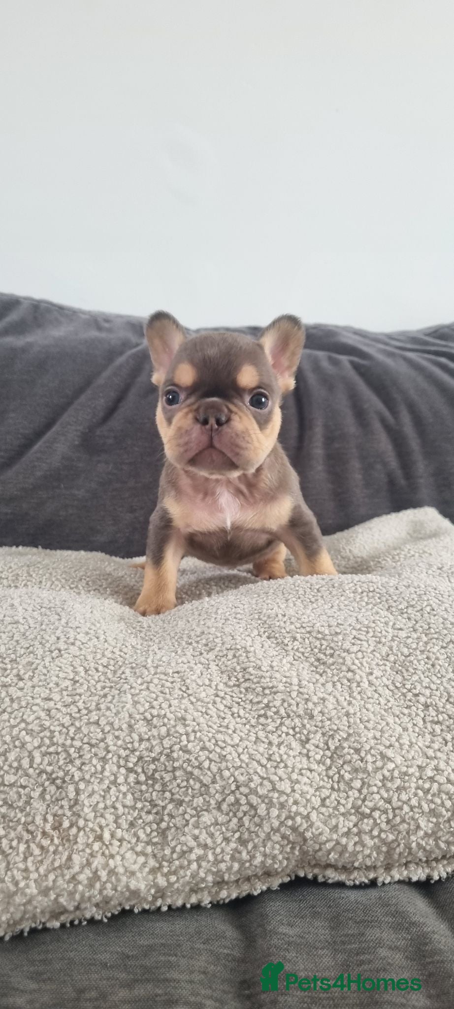 French Bulldog dogs Chocolate French Bulldog puppies - Advert 1