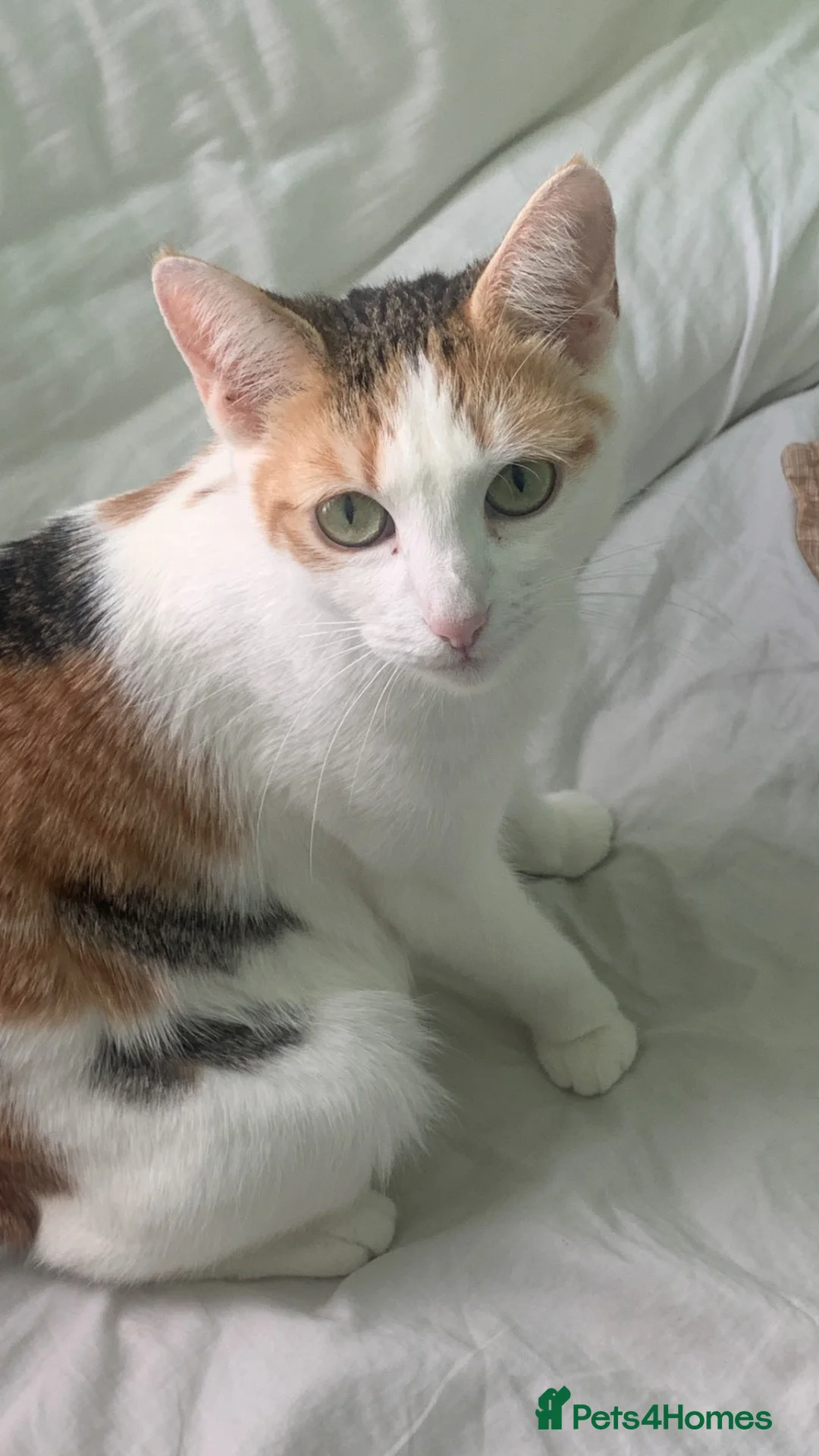 Mixed Breed cats for sale: 6 kittens ready to go in Ilford - Advert 1