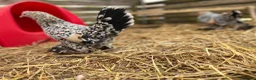 Chickens poultry for sale: Sablepoot hatching eggs, chicks, growers, hens - Advert 6