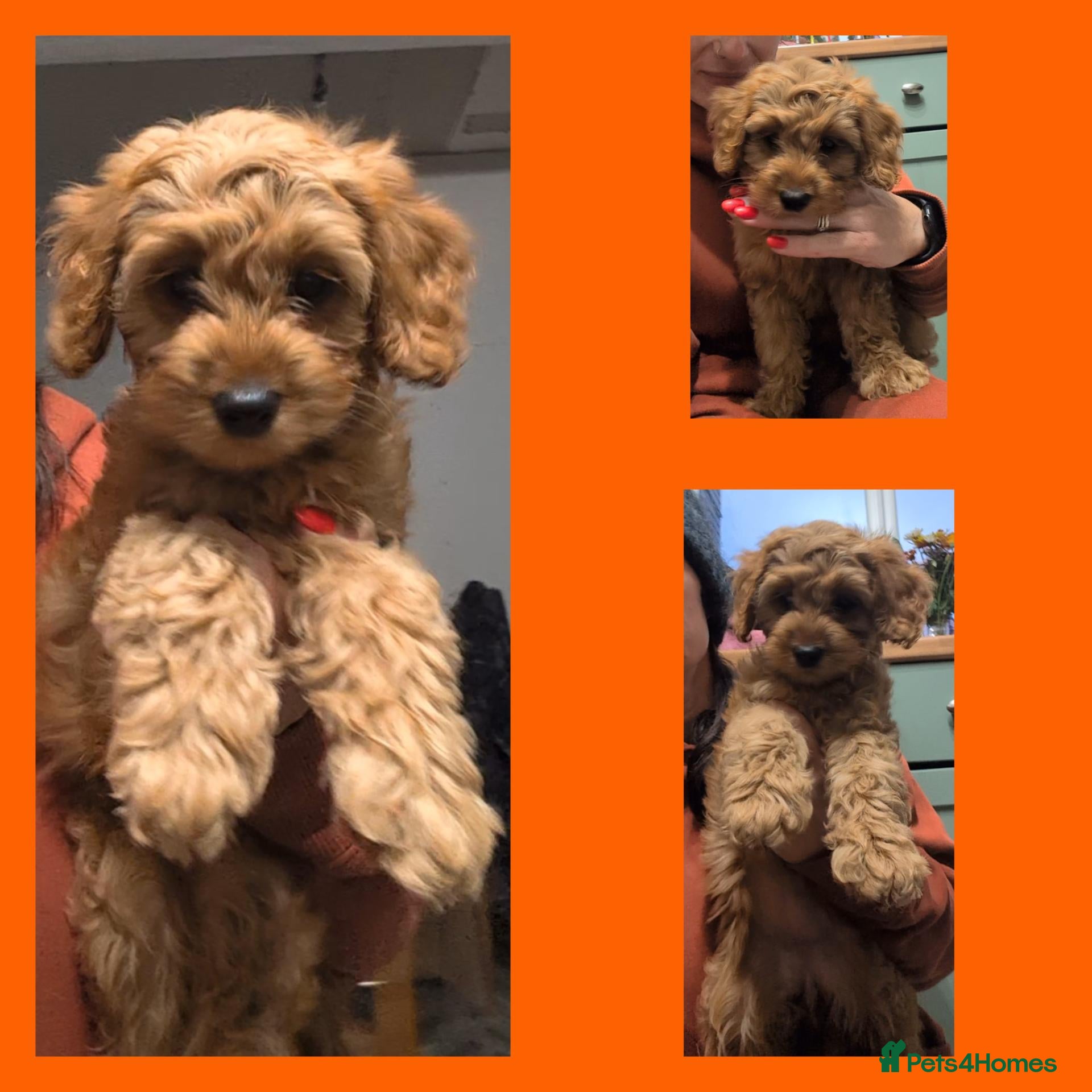 Cockapoo dogs for sale: READY NOW 1 x Red Cockapoo Girls For Sale - Advert 1