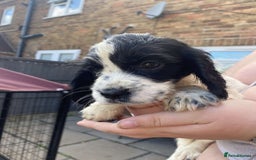 Sprocker dogs for sale: Sprocker pups ready 19th August  - Image 10
