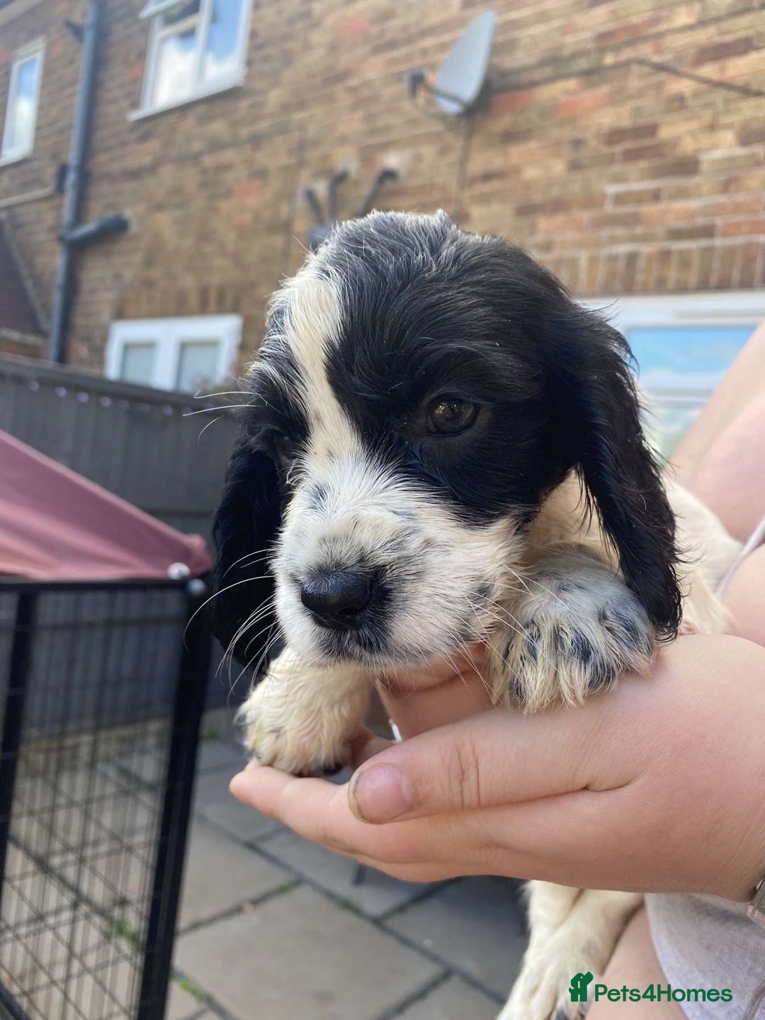 Sprocker dogs for sale: Sprocker pups ready 19th August  - Image 10