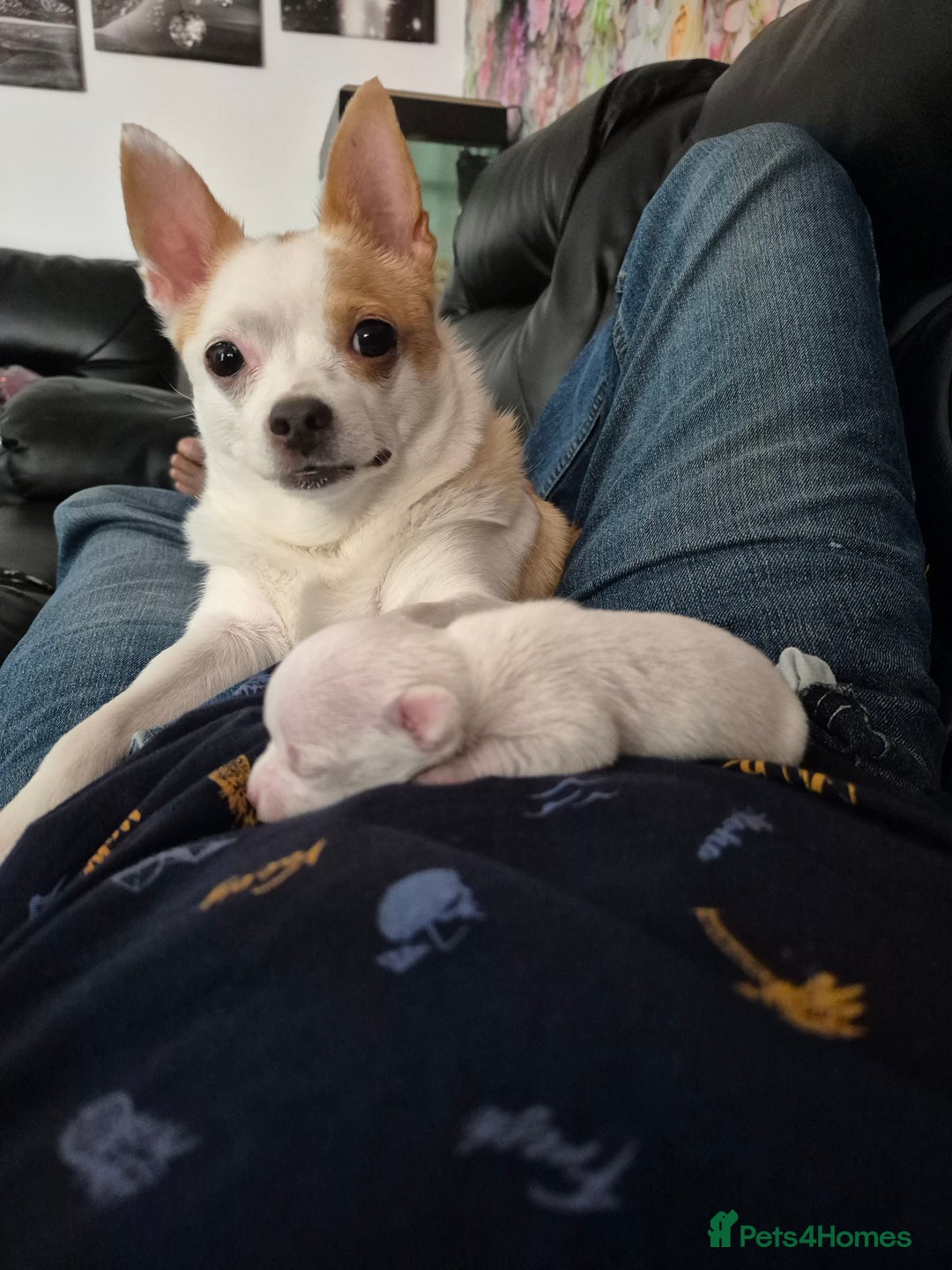 Chihuahua dogs for sale: Cute chihuahua puppies - Image 4