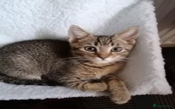 Scottish Fold cats for sale: Scottish Cross - Image 9
