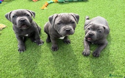 Staffordshire Bull Terrier dogs for sale: 🔥🇬🇧Staffy puppies  - Image 10