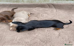 Dachshund dogs for sale: Dachshund  - Image 10