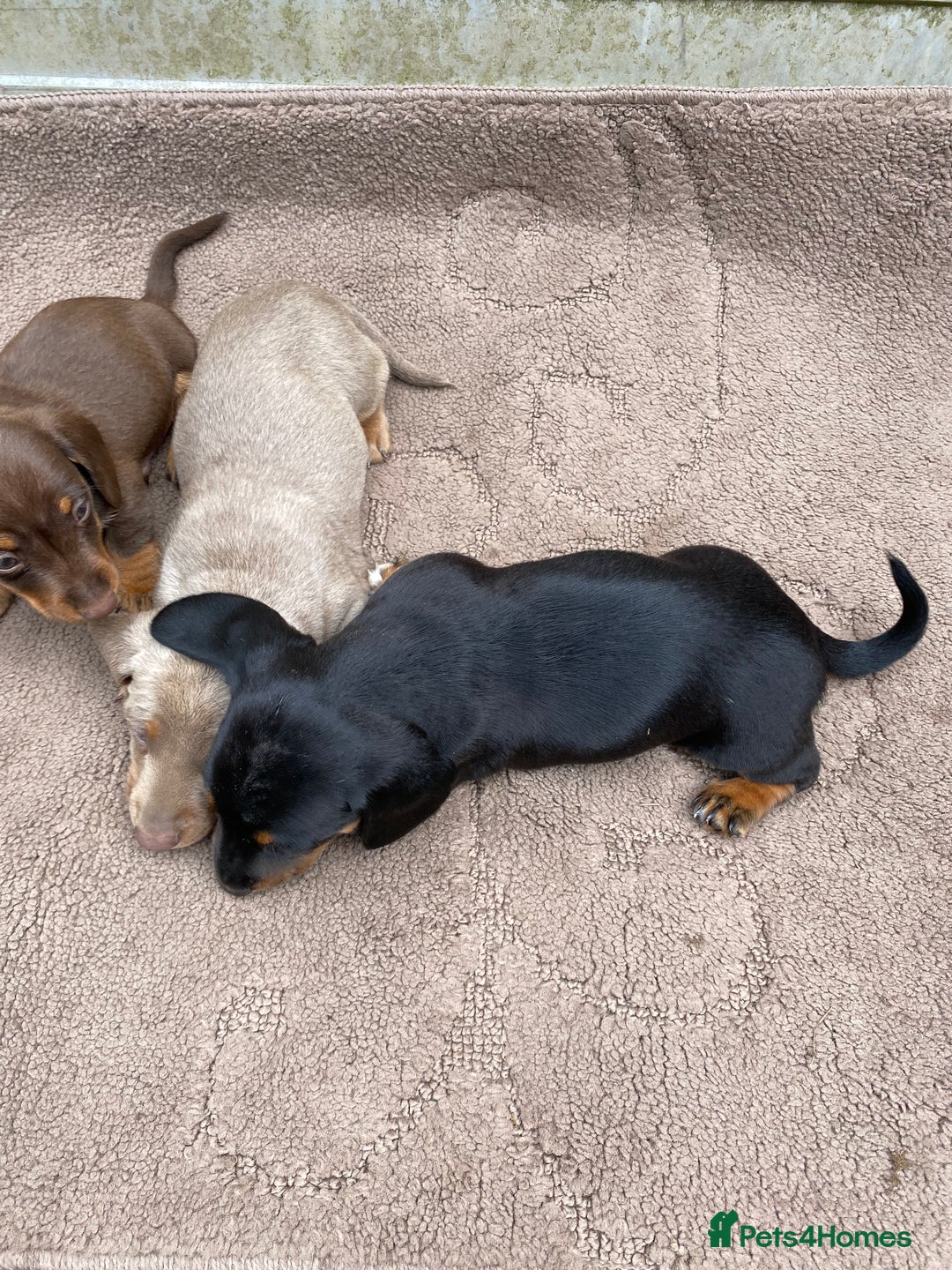 Dachshund dogs for sale: Dachshund  - Image 10
