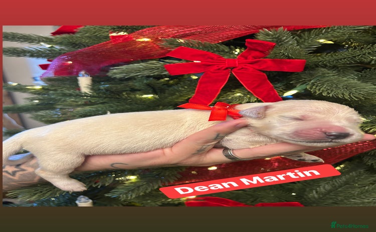 Golden Retriever dogs 6 KC REG CHUNKY GOLDEN RETRIEVER BOYS  - Advert 3