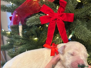 Golden Retriever dogs 6 KC REG CHUNKY GOLDEN RETRIEVER BOYS - Advert 11