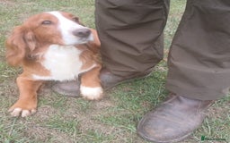 Cockerdor dogs for sale: Cockerdor Puppies  - Image 8
