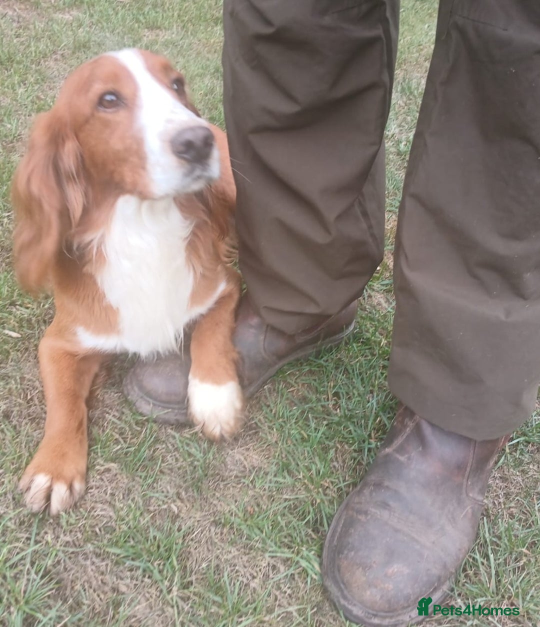 Cockerdor dogs for sale: Cockerdor Puppies  - Image 8