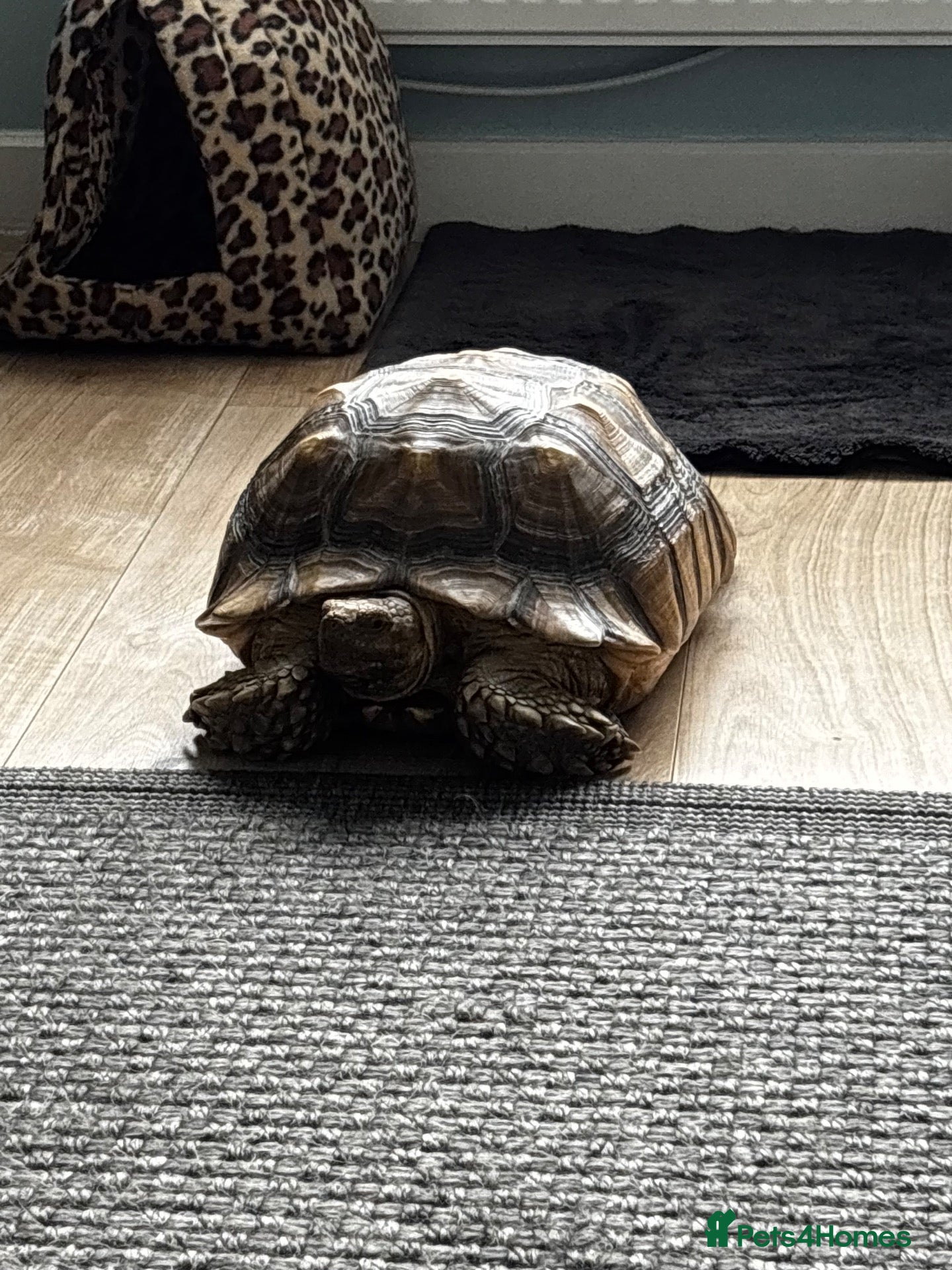 Tortoise reptiles Sulcata tortoise male 6 year old - Advert 2