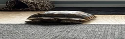 Tortoise reptiles for sale: Sulcata tortoise male 6 year old - Advert 2