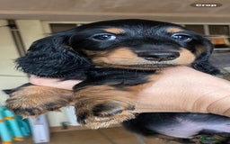 Miniature Dachshund dogs for sale: Stunning top quality miniature dachshund babies  - Advert 6