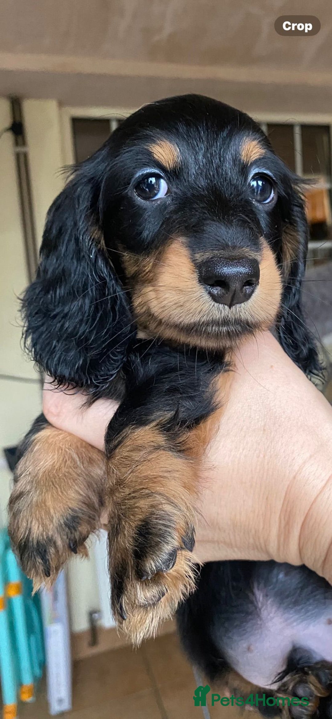 Miniature Dachshund dogs for sale: Stunning top quality miniature dachshund babies  - Advert 6