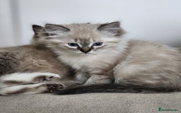 Ragdoll cats for sale: Ragdoll kittens - Image 5
