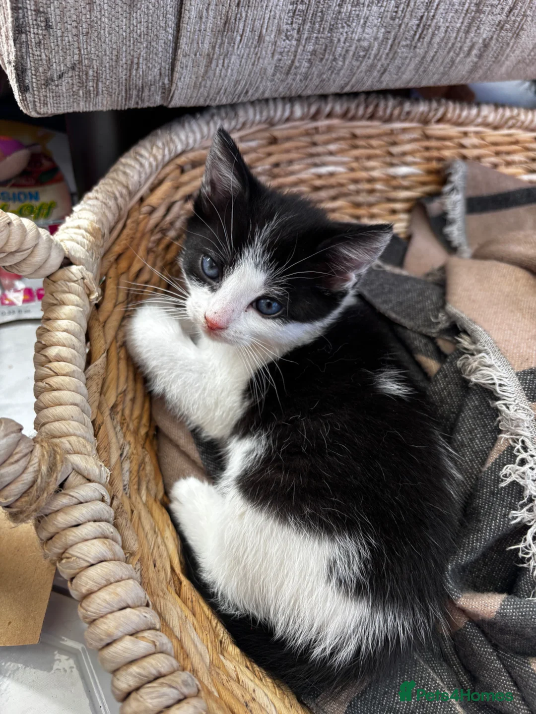 Mixed Breed cats for sale: Female Kittens - Advert 7