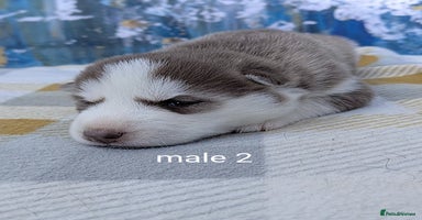 Siberian Husky dogs - Advert 4