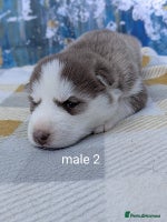 Siberian Husky dogs - Advert 15