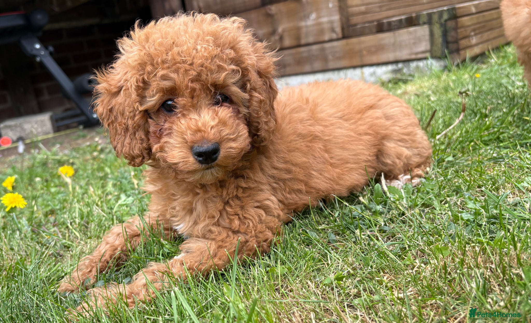 Cavapoo dogs Cavapoo Puppies **Ready for their forever homes** - Advert 14