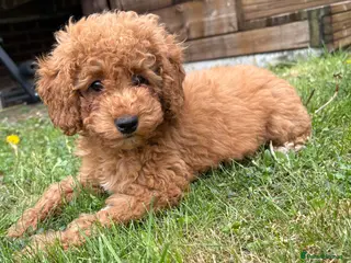 Cavapoo dogs Cavapoo Puppies **Ready for their forever homes** - Advert 14