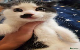 Mixed Breed cats for sale: Male and female kitten looking for forever home  - Image 1