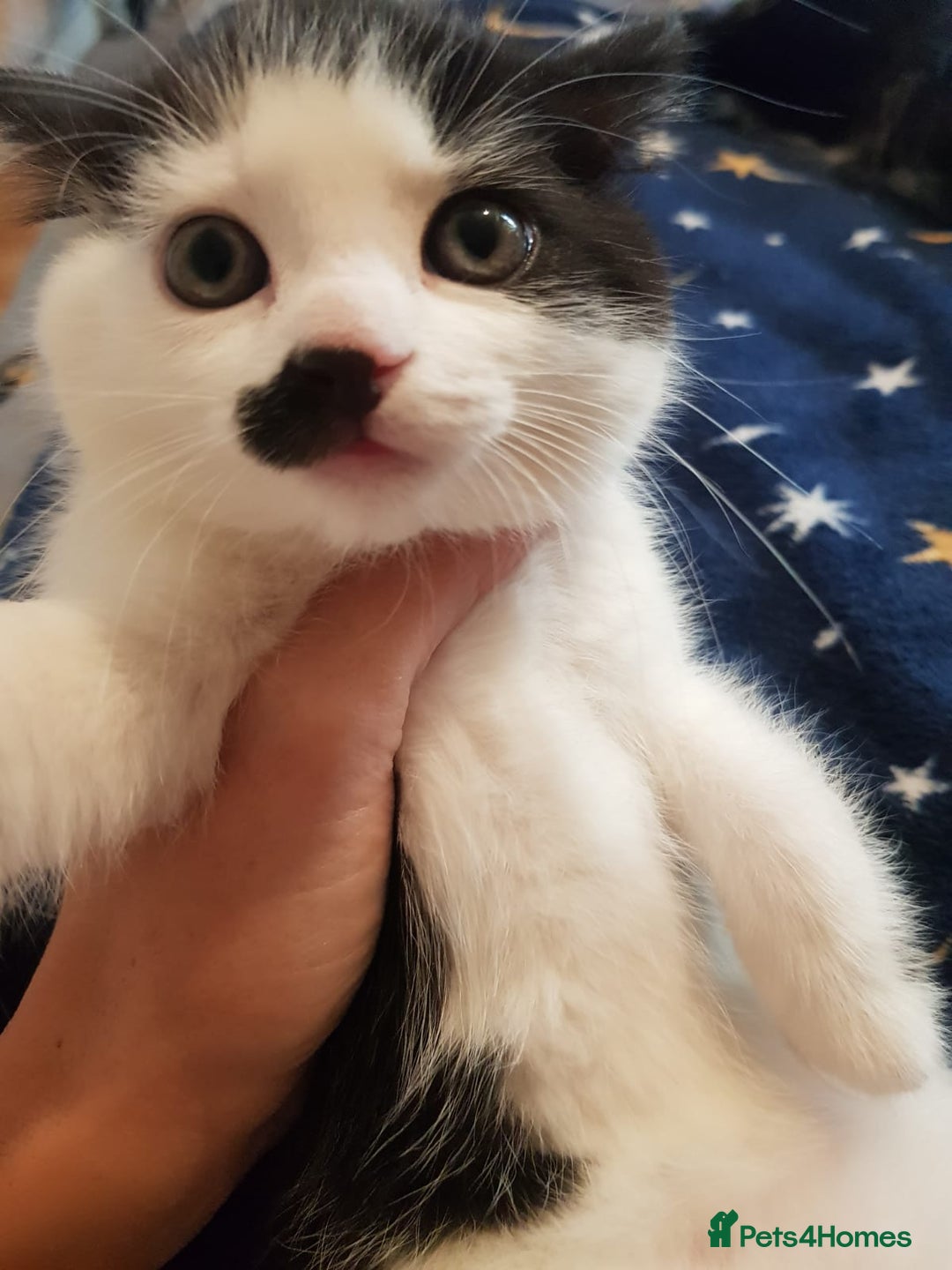 Mixed Breed cats for sale: Male and female kitten looking for forever home  - Image 1