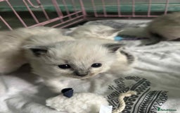Ragdoll cats for sale: Beautiful ragdoll kittens  - Image 1