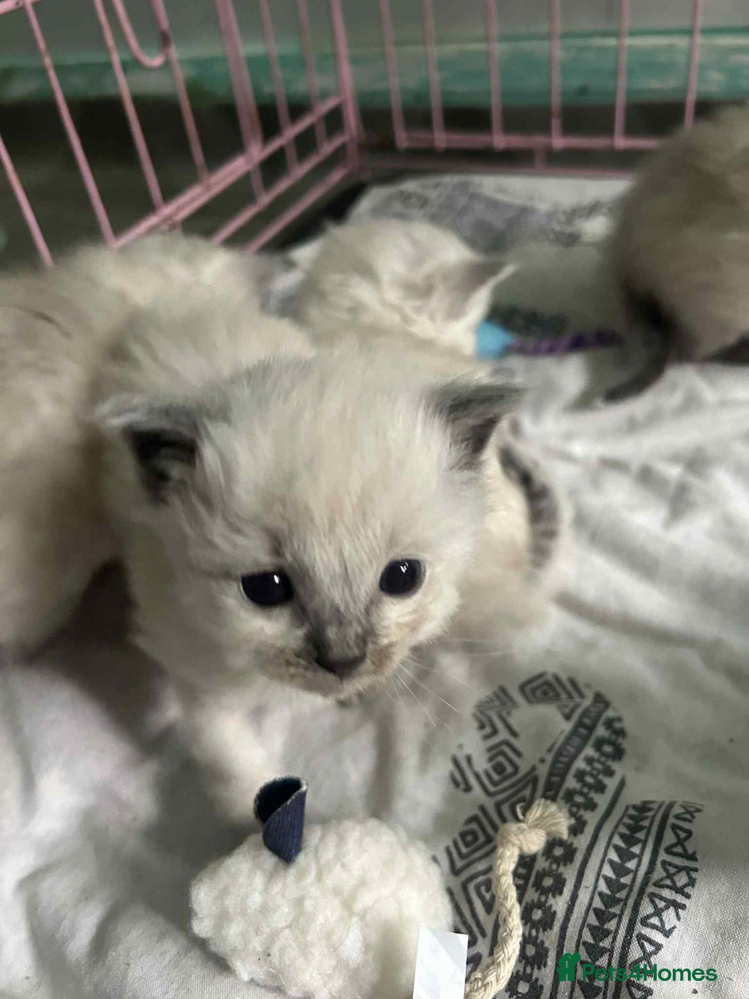 Ragdoll cats for sale: Beautiful ragdoll kittens  - Image 1