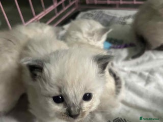 Ragdoll cats - Advert 2