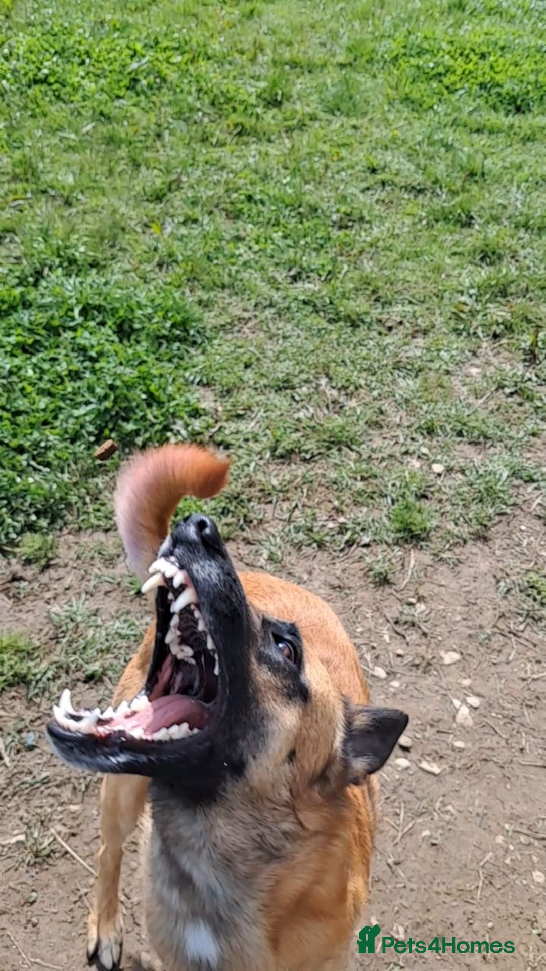 Belgian Shepherd Dog dogs for stud: Fully health tested, proven, KC reg Malinois stud in Treorchy - Advert 11