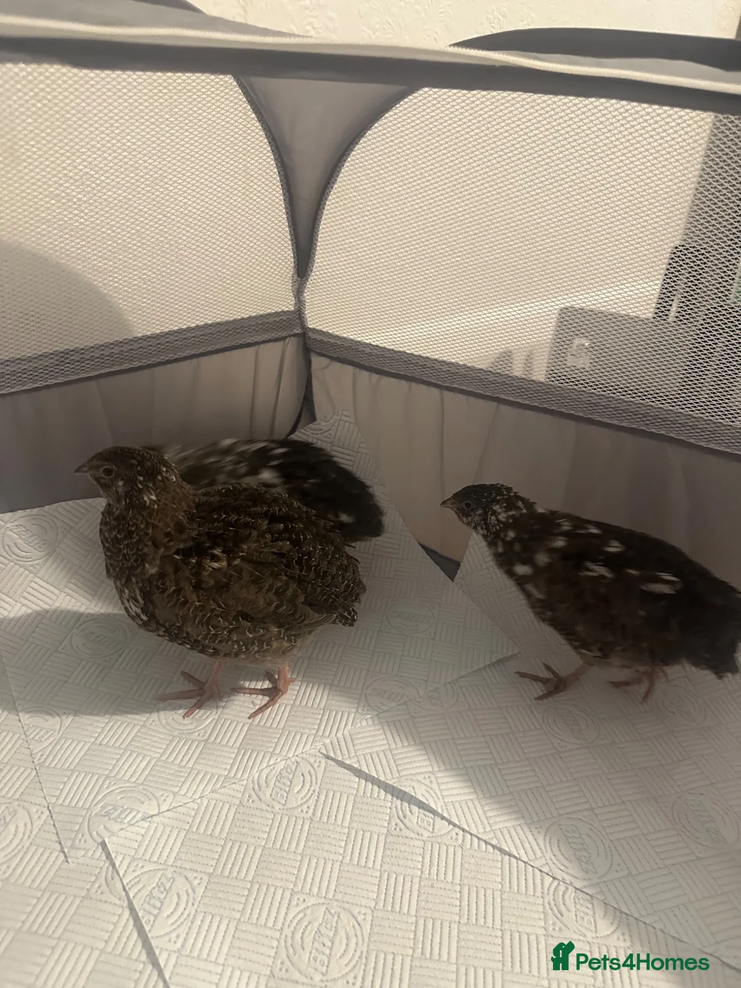 Quail poultry for sale: Unsexed Coturnix Quail just over 4 weeks old in Beckenham - Advert 5