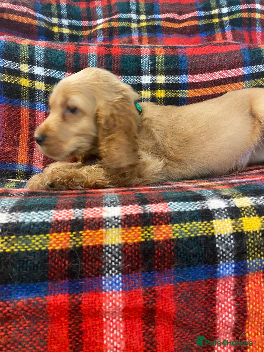Cocker Spaniel dogs for sale: KC Reg Show Type Golden Cocker Spaniel puppies - Image 3
