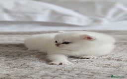 British Shorthair cats for sale: British Shorthair - Advert 9