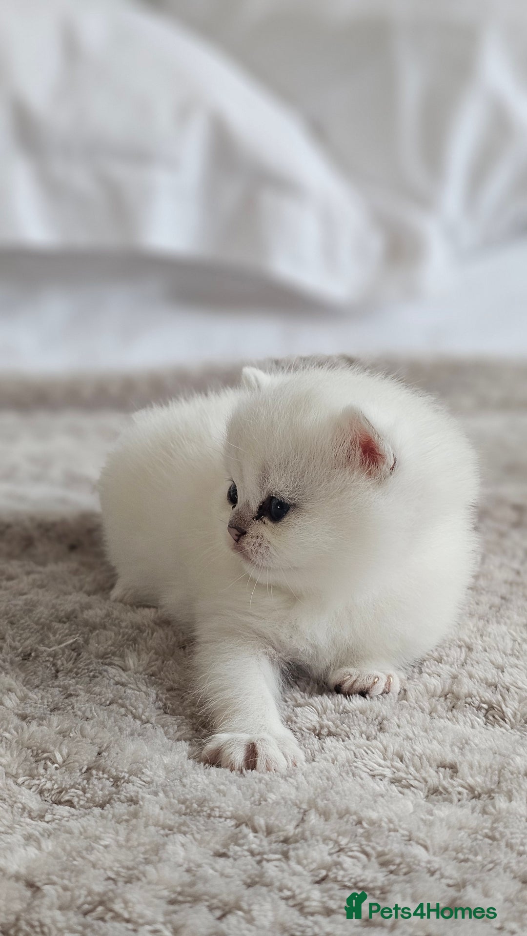 British Shorthair cats for sale: British Shorthair - Advert 9