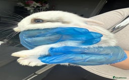 Mini Lop rabbits for sale: New baby mini lops  - Image 2